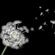 Last Wishes Funeral Services Logo